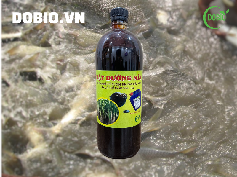 Cà cuống - Belostomatid - Water Bug
