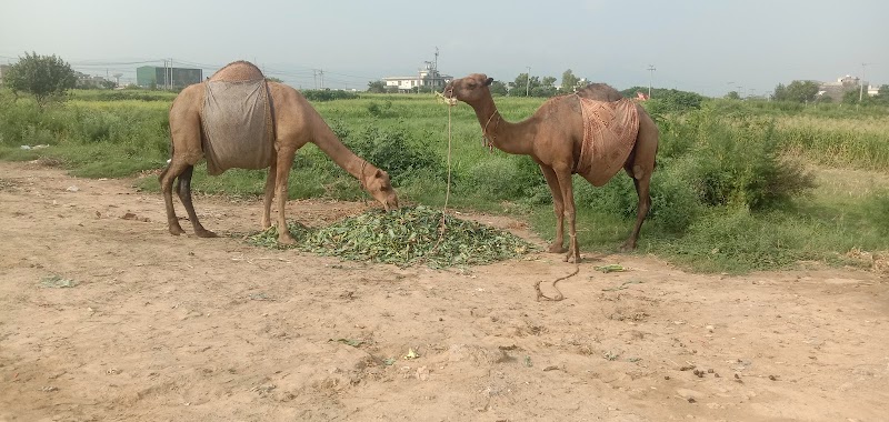 Camel Milk Bar