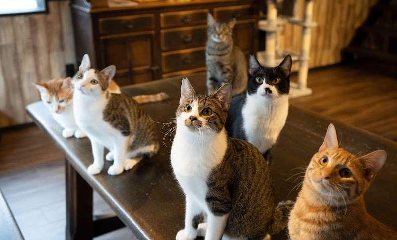 Cat Cafe and Cat Rescue Centre (猫の月さくらやま)