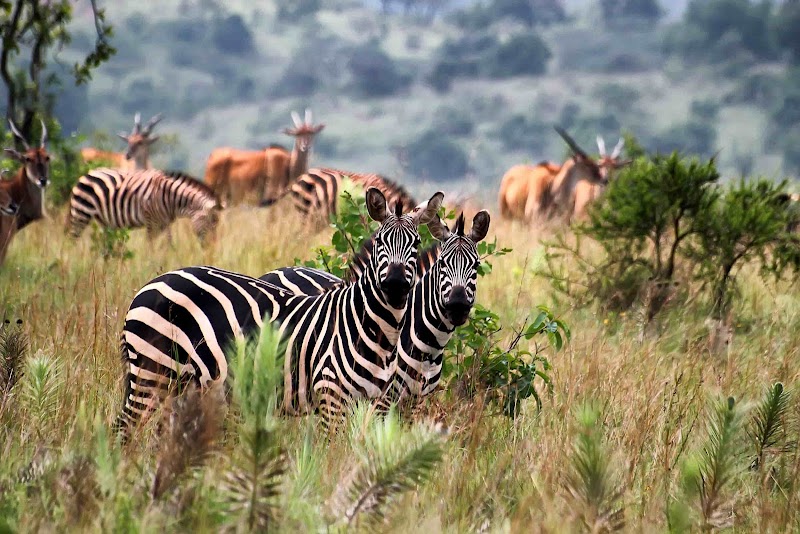 Chabal National Park
