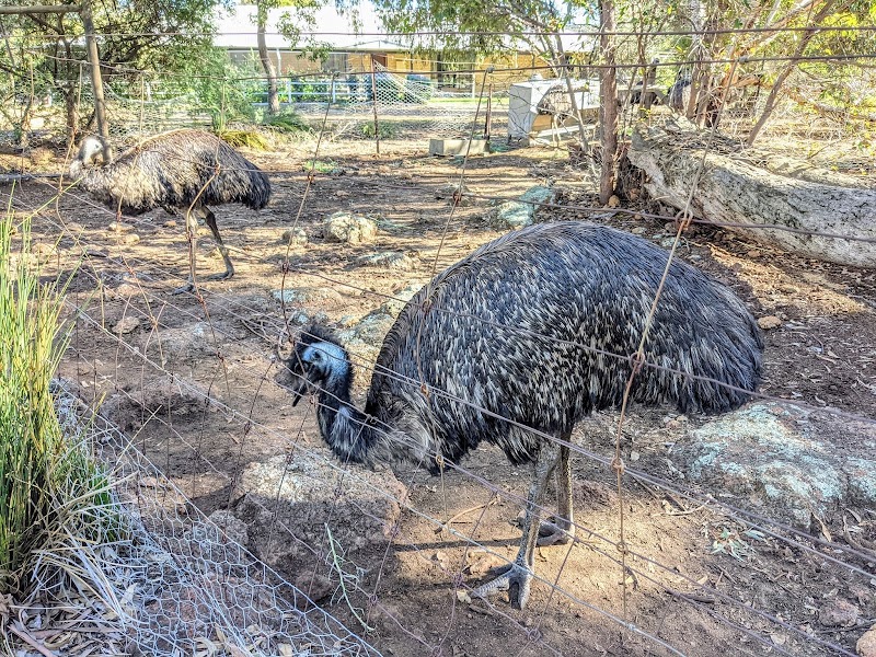 Emu gizzard tasting