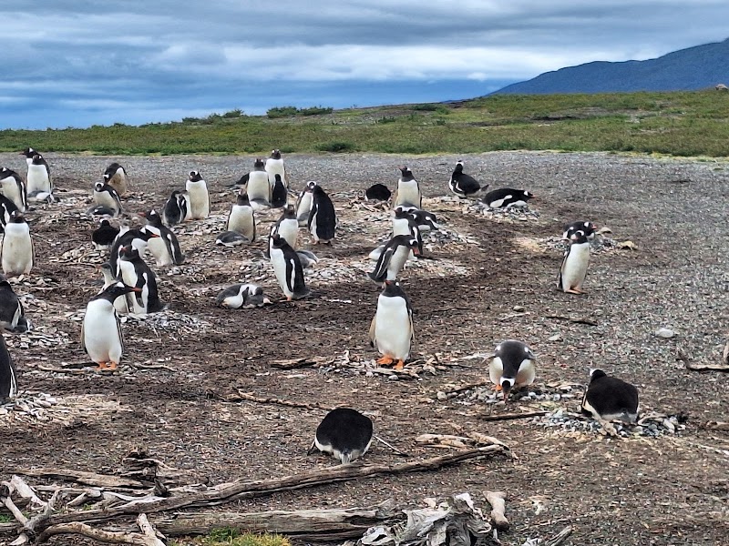 Hammer Island Penguin Rookery