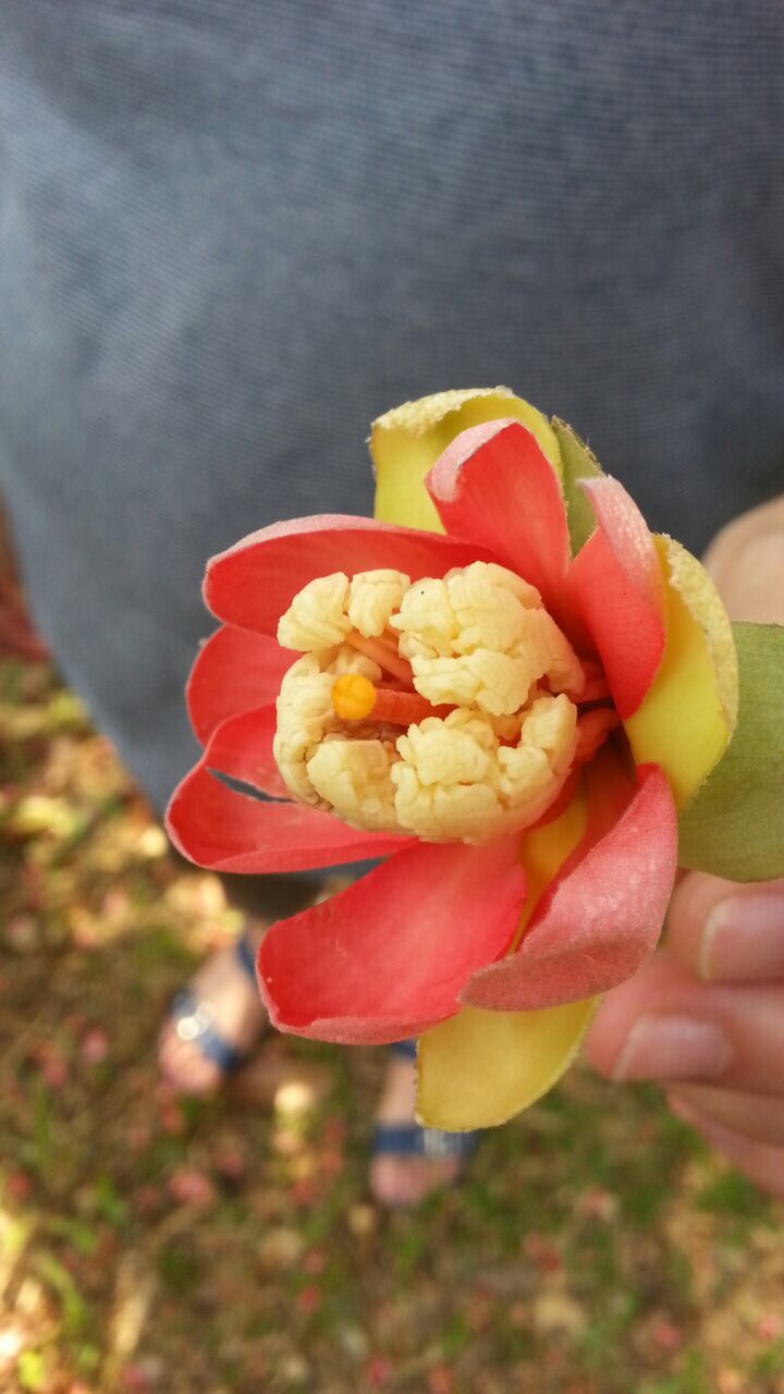Haw Kee DURIAN ORCHARD
