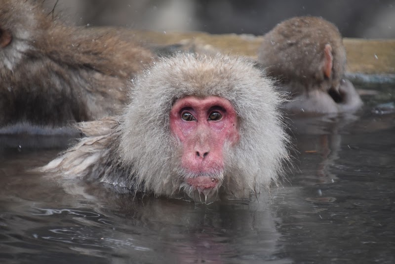 Jigokudani Monkey Park