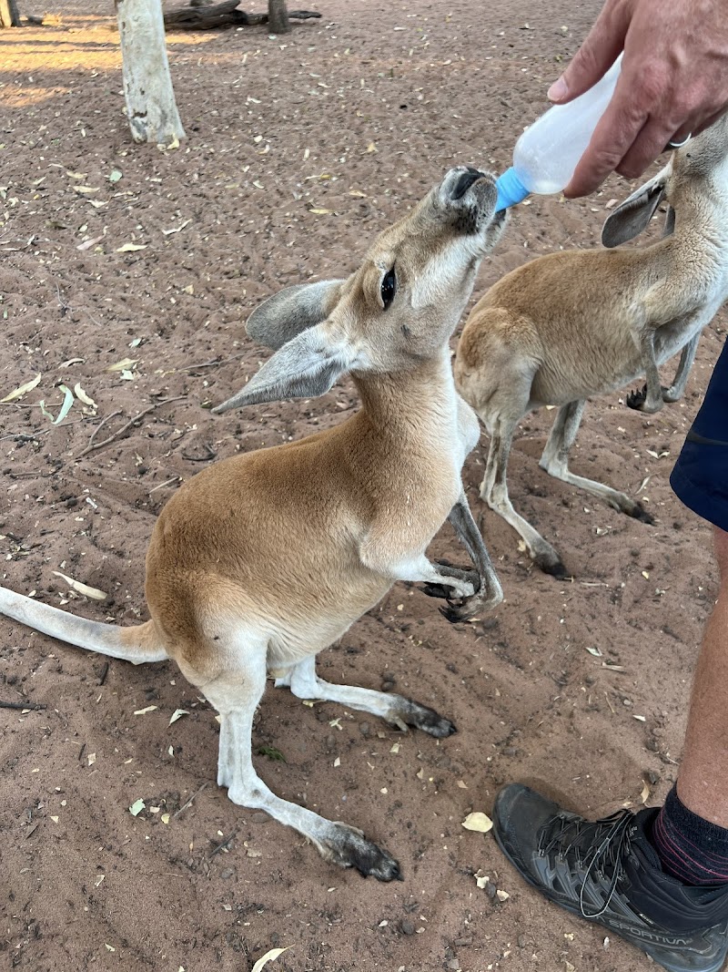 Kangaroo hunting ground
