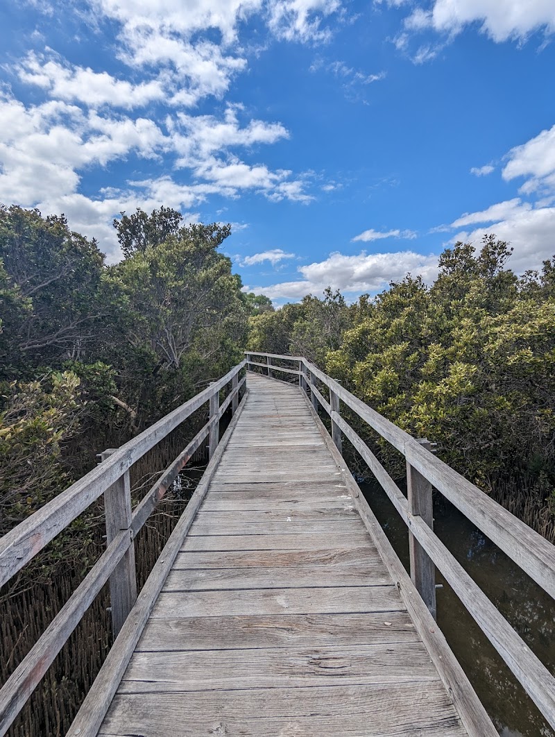 Mangrove area (watercove)