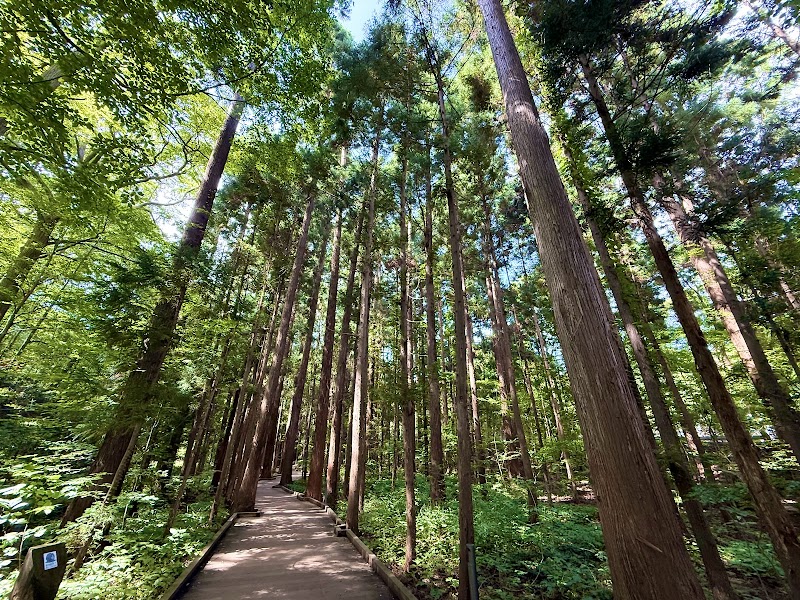 Primeval Forest